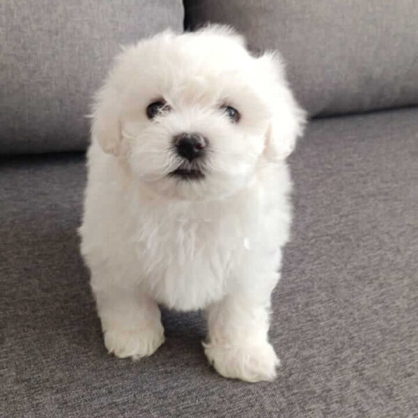 105mypuppy - ro -