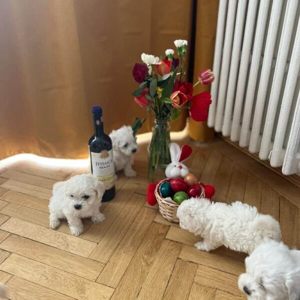 94mypuppy - ro -