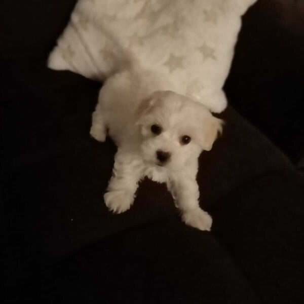99mypuppy - ro -